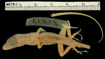 Media type: image;   Herpetology R-21217 Aspect: dorsal
